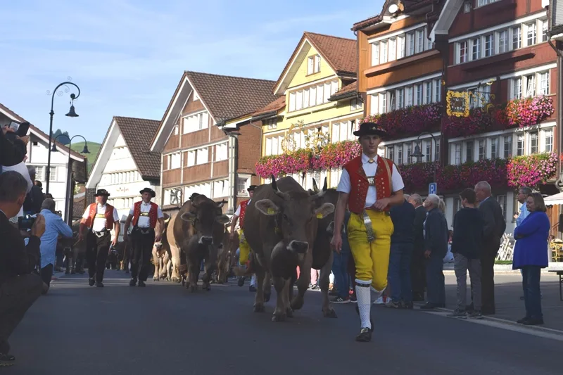2052158110730fc1486fef26c040bb4726bd38c0 Alpzüge im Appenzellerland sind gelebte Tradition. (Bilder Stefanie Giger)