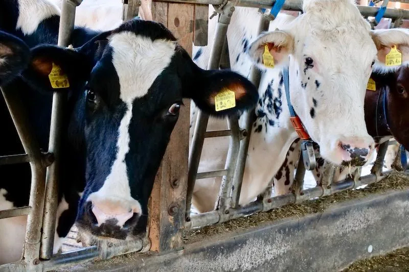2bd872cd322296c0d7ff94e69d3a5664e43aa863 Diese Kühe tragen nebst den regulären Ohrmarken auch intelligente Ohrmarken (weisser Knopf) im Ohr. (Bild Sam Rolli)