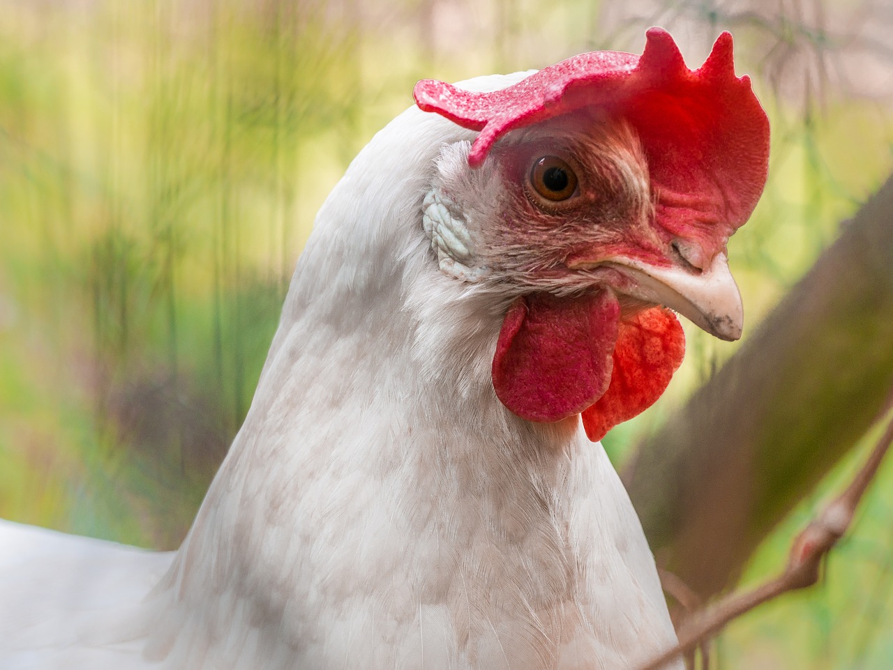 Das BLV rät, für Geflügel den Zugang zum Aussenklimabereich zu beschränken und die Tiere gut zu beobachten. (Bild  Heidelbergerin / Pixabay)