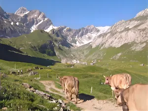 Die Schweizer Landschaft und Landwirtschaft sei sehr vielfältig, wird im Video erklärt.