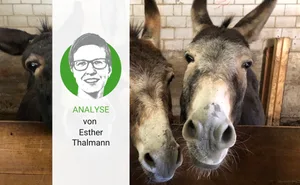 Esel sind nett, aber leider auch etwas stur: Wie die landwirtschaftliche Branche, wenn es um einen Lohn für Bäuerinnen geht.