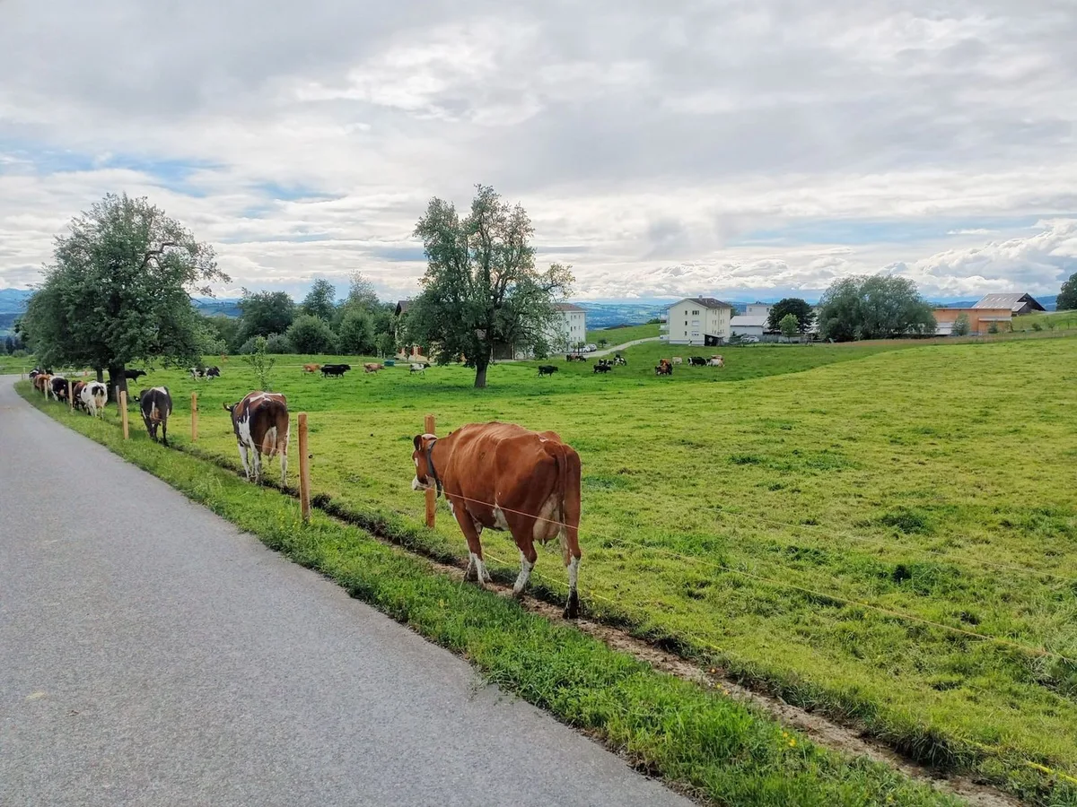 Kilian Bucher setzt auf robuste Kühe und flexible Weidestrategien