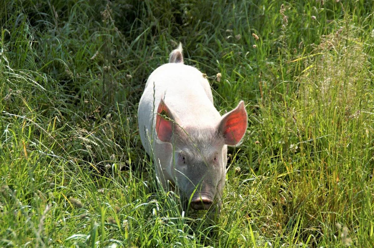 Die Bio-Schweine von Stefan Arn in Sutz-Lattrigen führen ein artgerechtes Weideleben. (Bild as)