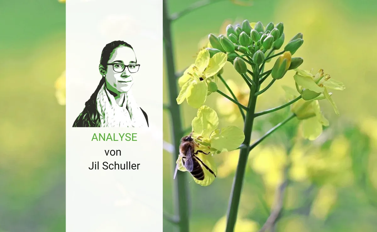 «Massenhaft tote Bienen»: Wie ein Skandal in den Publikumsmedien entsteht