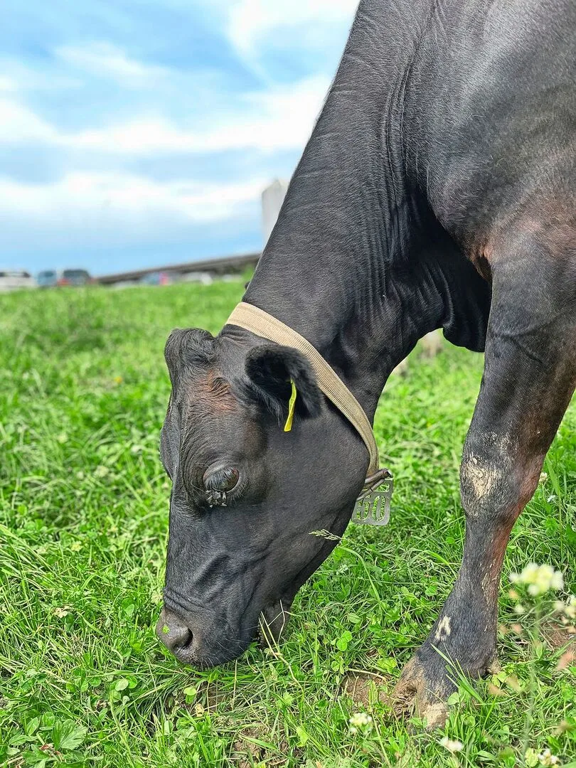 f82f193f02c83cbf6eecf96160f8a1cfd016a01657d8b4fd1d516311b8677b96 Eine schwarze Kuh frisst Gras auf der Weide. Um ihr Auge hat es Fliegen.