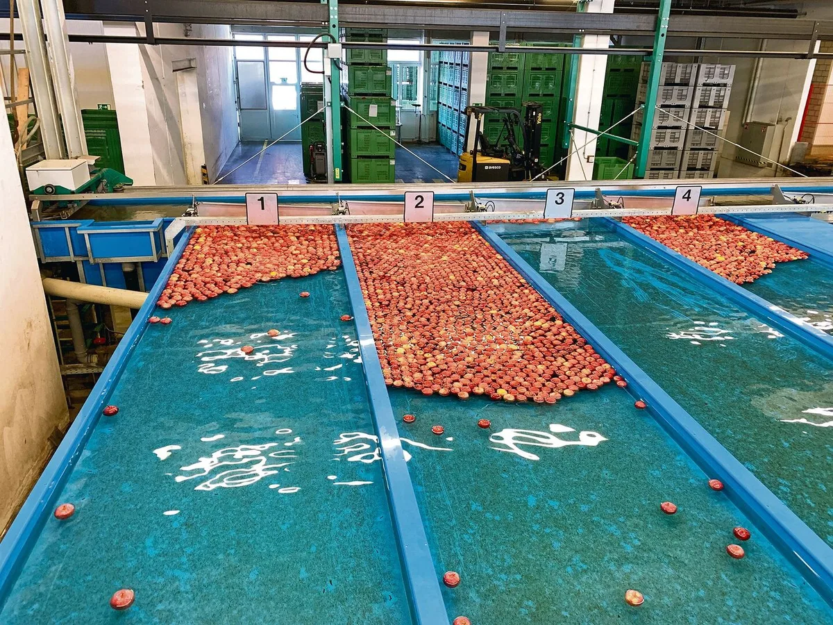 828c828302c7f73689005fa18efa26554786fb1b5d5f0e82864ceafd1f6f0d6a Hohe Qualitätsansprüche beim Obst trotz Schwankungen in der Natur