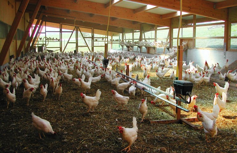 Der Aussenklima-Bereich wird obligatorisch für Suisse-Garantie-Eier. (Gallo Suisse)
