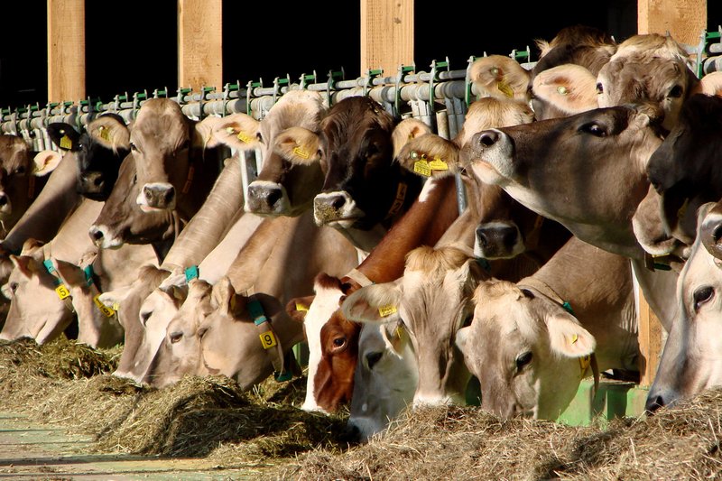 85 Prozent der Treibhausgas-Emissionen aus der Landwirtschaft gehen auf das Konto der Tierhaltung. (Beat Hopfengärtner/landwirtschaft.ch)
