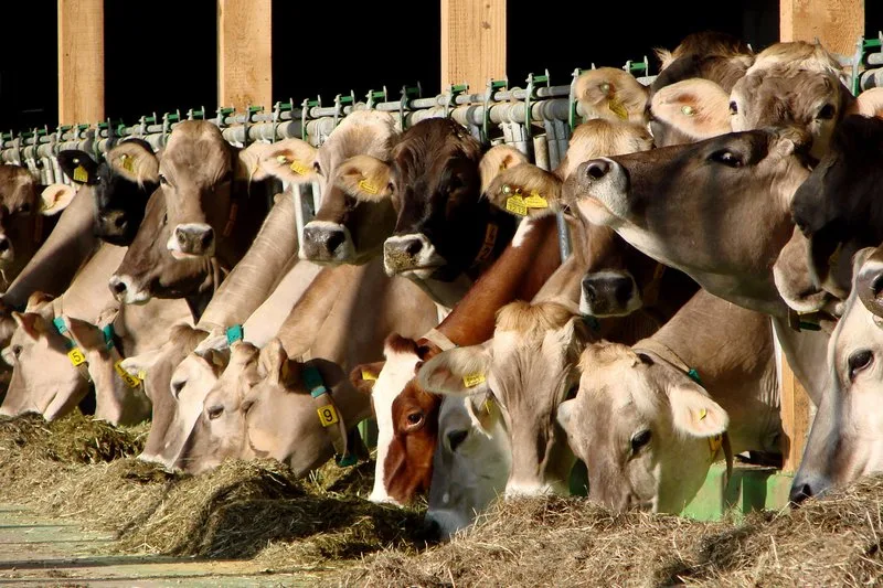 7ac7f2bcf4e2bc38d0cc0f7e7778c171830be1d7 85 Prozent der Treibhausgas-Emissionen aus der Landwirtschaft gehen auf das Konto der Tierhaltung. (Beat Hopfengärtner/landwirtschaft.ch)