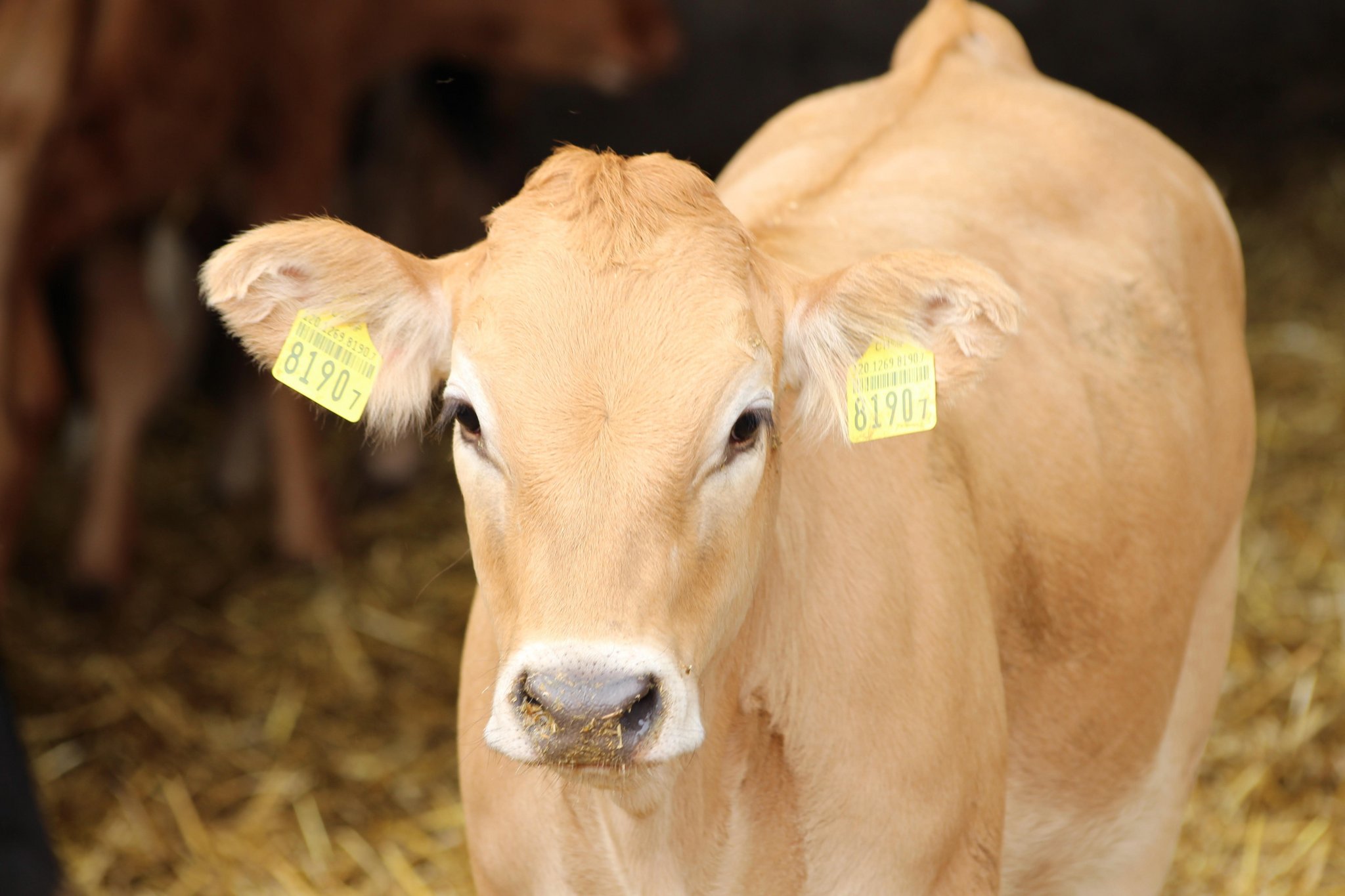 Der KGD wünscht sich, dass die neue Verordnung über die Unterstützung der Tiergesundheitsdienste die Rinderzucht angemessen berücksichtigt. (Bild zVg)