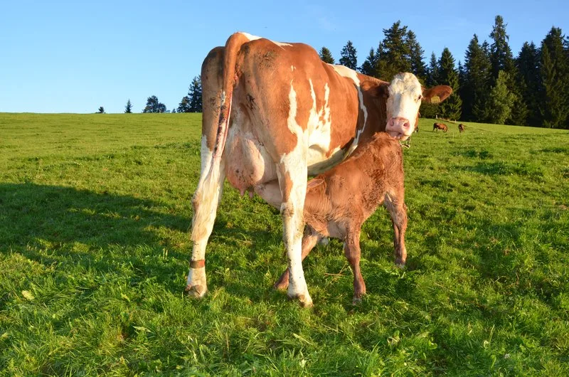 cb0d579152912a09cd36dbd2c5f0c6e5e2d3b4dd Eine Mutterkuh säugt ihr Kalb und leckt es gleichzeitig: Die Prägung beginnt aber viel früher, gleich nach der Geburt. (Bild Aline Küenzi)