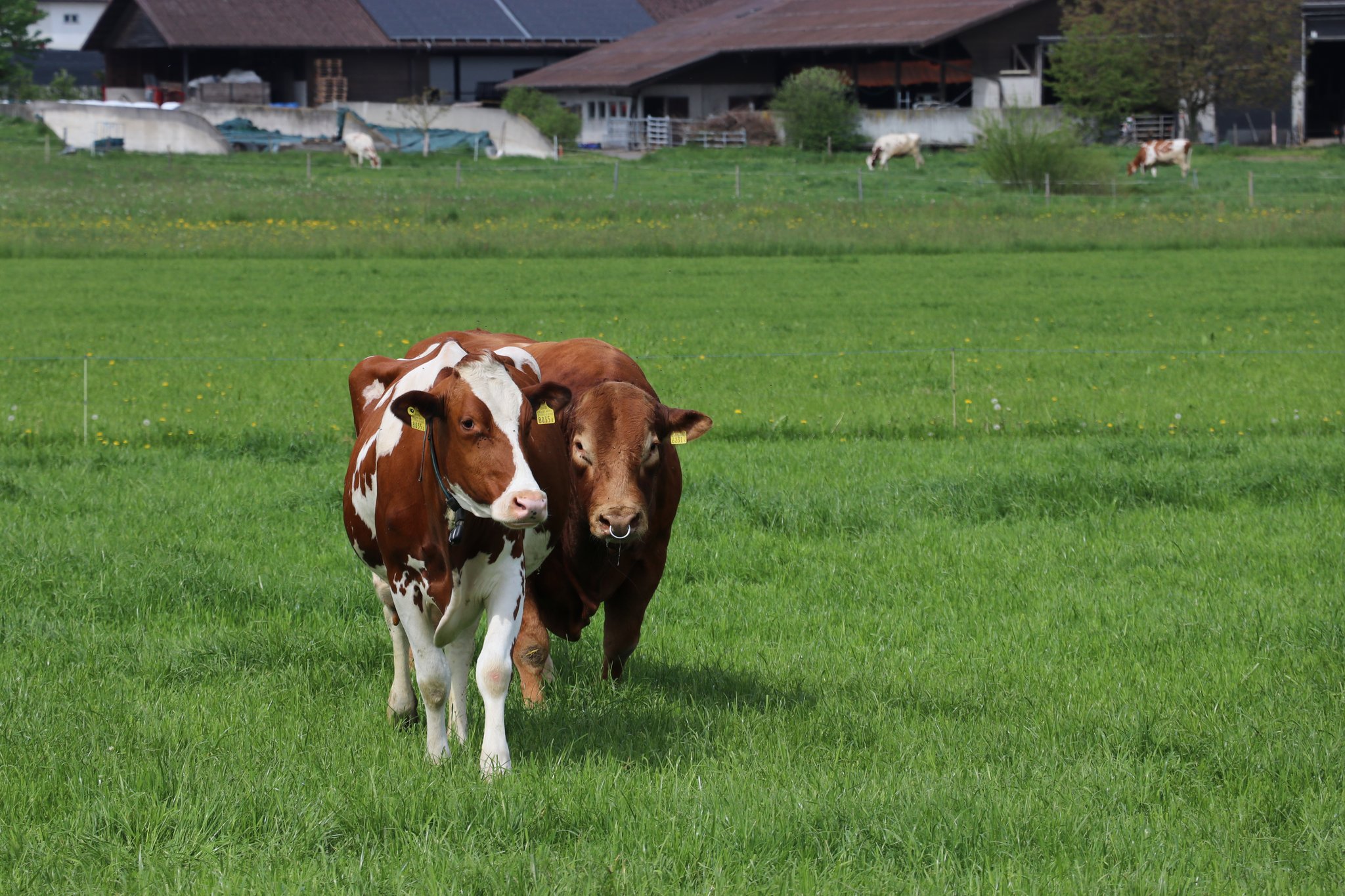 Klare Trends in der Viehlandschaft
