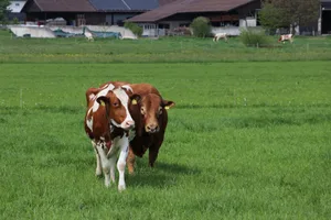 Der Rindvieh-Bestand blieb 2023 stabil.