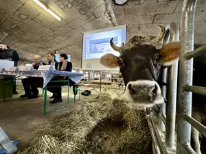 Da hat jemand die Journalisten genau im Blick: Auf dem Hof der Familie Maurer leben unter anderem Mutterkühe der Rasse Tiroler Grauvieh. Im Hintergrund die SBV-Spitze mit Anne Challandes, Martin Rufer und Markus Ritter (v.r.n.l).