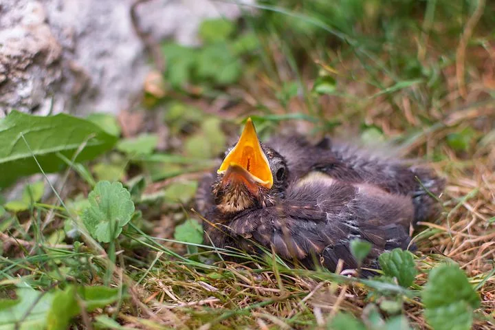 cc007d2b74e474c915217d40f95d1265d4e47e23 Die Jungvögel werden meist auch noch von ihren Eltern gefüttert, wenn sie sich ausserhalb des Nests befinden. (Bild pixabay)