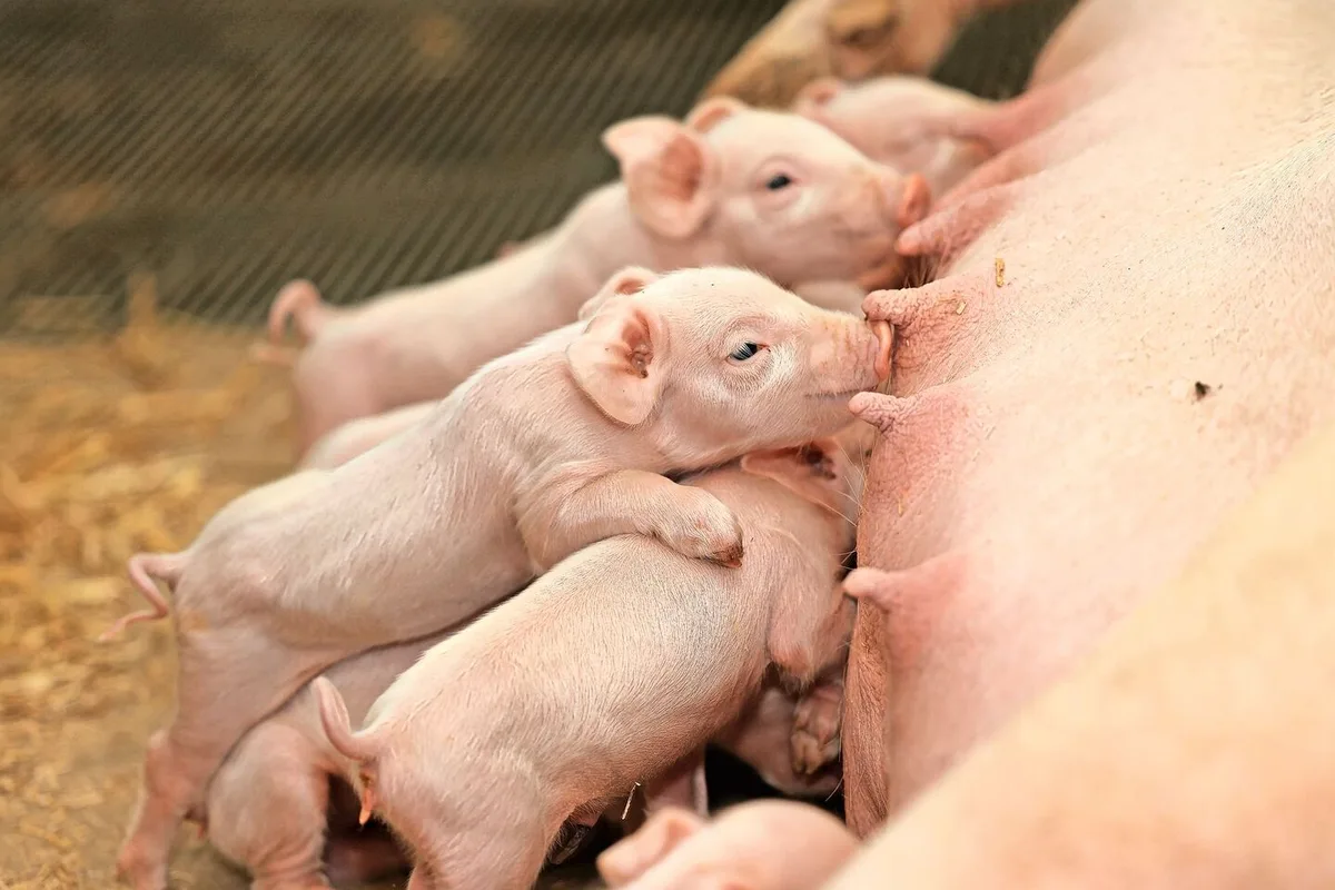 1d76633666adee079500d76f4384f6b045de865bdec860d482c749a03981aab6 Eine ausreichende Kolostrumversorgung der Ferkel nach der Geburt spielt während der gesamten Lebzeit der Tiere eine wichtige Rolle.