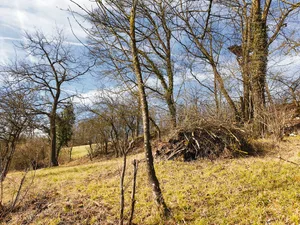 Es muss nicht immer alles weggeräumt werden: So können beispielsweise zu einem Haufen zusammengetragene Äste als Unterschlupf für Wildtiere dienen. (Bild BauZ)