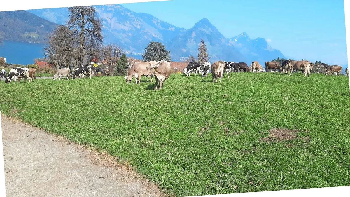 f8b1f4c042cac49cc8078122ad134c7b58e9ab29fa562cacd4b21789921c935a Zu Beginn der Weidesaison sollte der Bestand kurz sein und die Tiere sollen das Gefühl haben, eher zu wenig Futter vorzufinden. Bild: Marco Odermatt