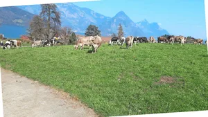 Zu Beginn der Weidesaison sollte der Bestand kurz sein und die Tiere sollen das Gefühl haben, eher zu wenig Futter vorzufinden.
