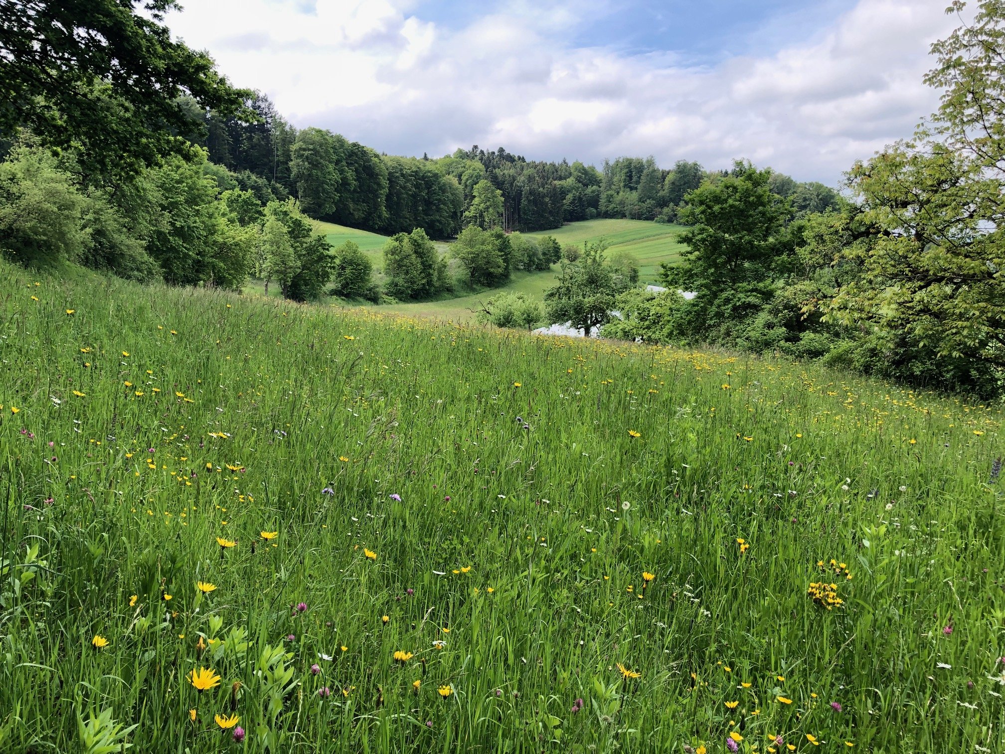 «Bereits heute auf jedem Betrieb fünf Fussballfelder für die Biodiversität»