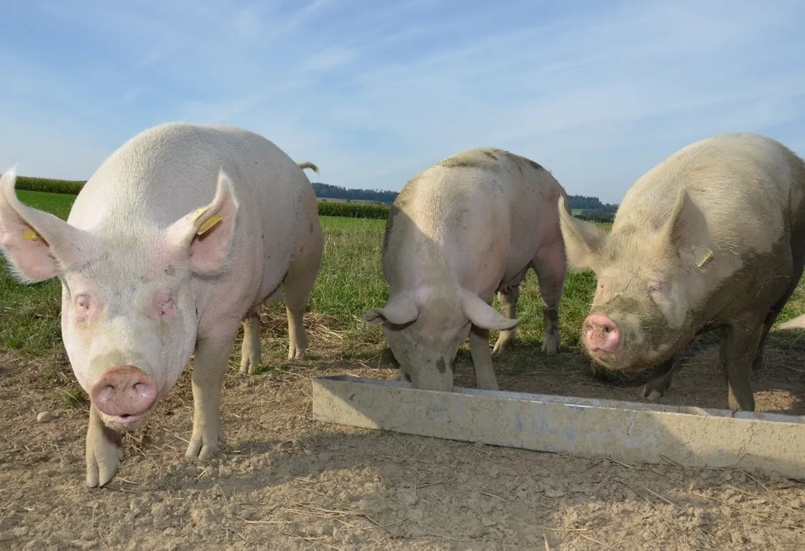 Schweine_AKS Besucher, Kinder und Forscher beobachten Hausschweine auf der Weide und im Wald