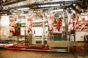 Die Schlachtkörper werden im Schlachthaus nach CH-Tax klassiert. Gegen den Entscheid kann Einsprache erhoben werden, sowohl vom Bauern, wie auch vom Käufer.(Bild Markus Bühler)
