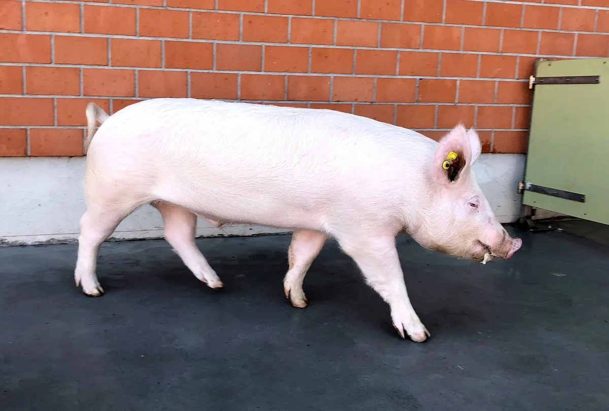 f225e48ffa7725d80d8bb4b0904679c30ae037d2 Ein Schweizer Edelschweineber mit den typischen aufstehenden Ohren. Die Rasse habe viele Vorteile und die Muttersauen seien dank ihrer Eignung für das freie Abferkeln jenen in anderen europäischen Ländern einen Schritt voraus. (Bild Suisag)