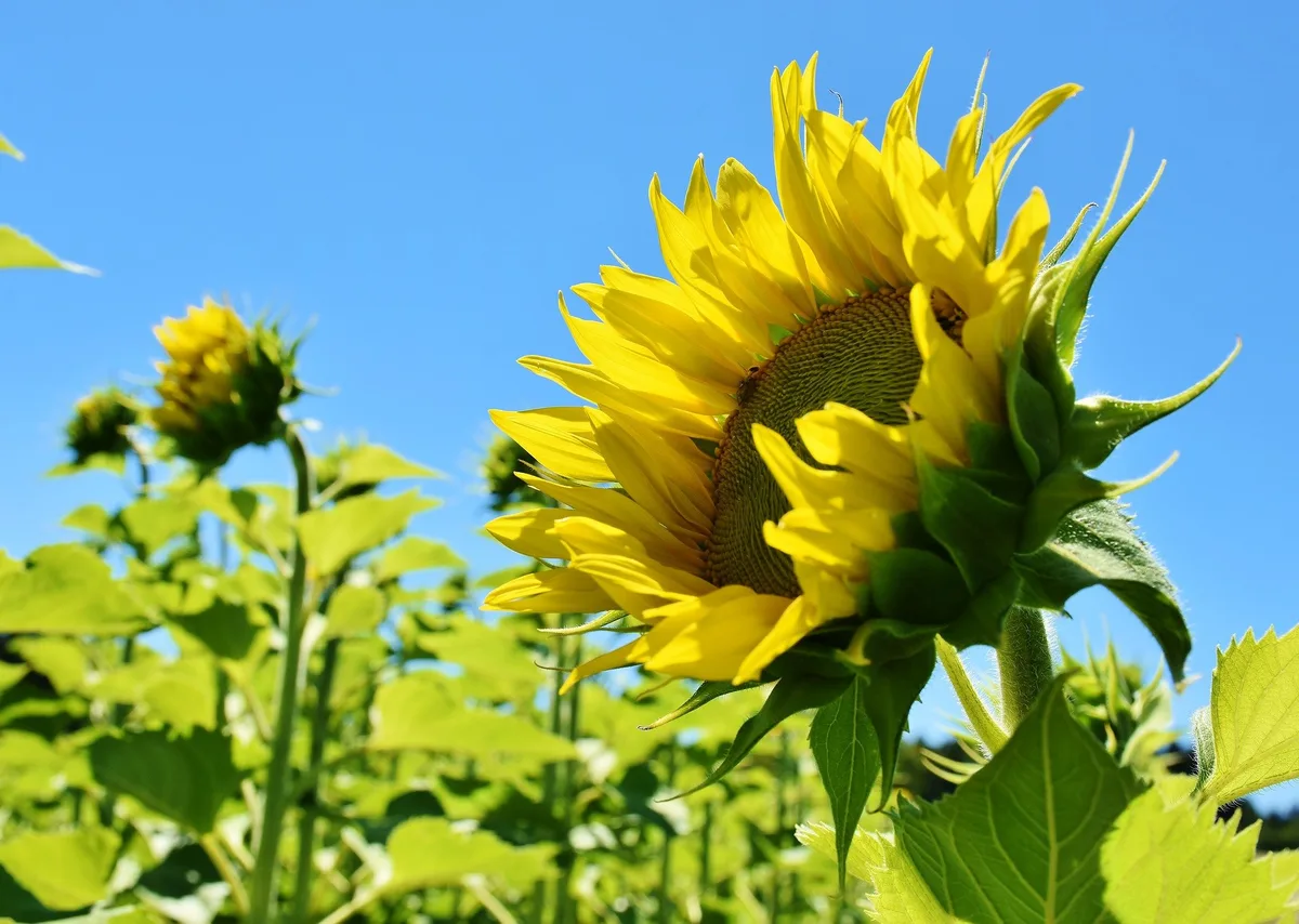 sonnenblume_ritaE Raps, Sonnenblumen und Soja versprechen 2023 interessante Preise