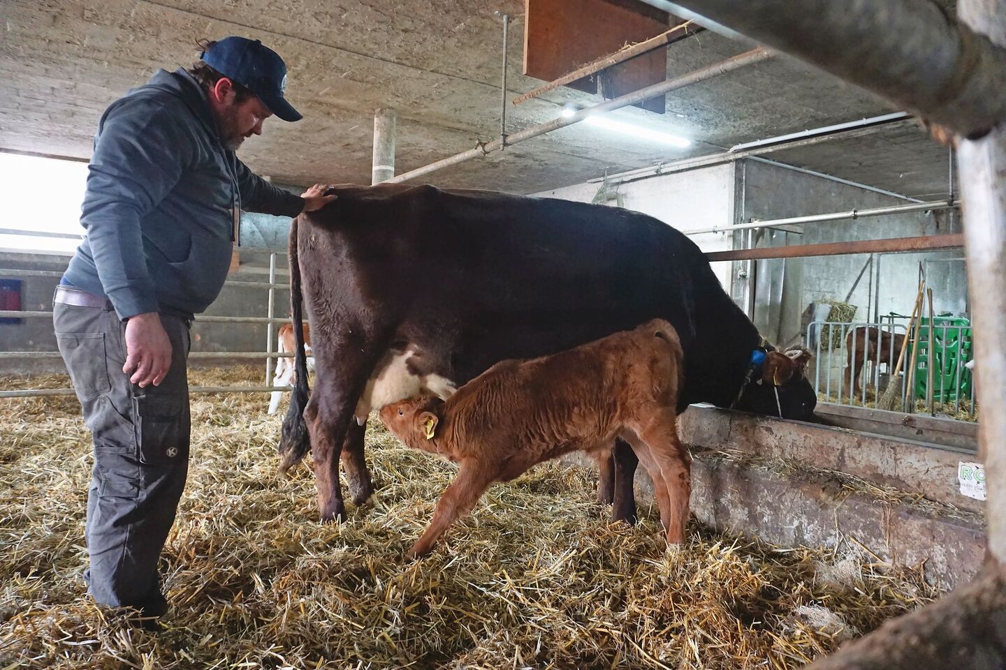 Thomas Friedli hilft dem Ersatzkalb dabei, das Euter der Mutterkuh zu finden, deren eigenes Kalb eingeschläfert werden musste. Zunächst bleibt die Mutterkuh dafür am Halfter fixiert.