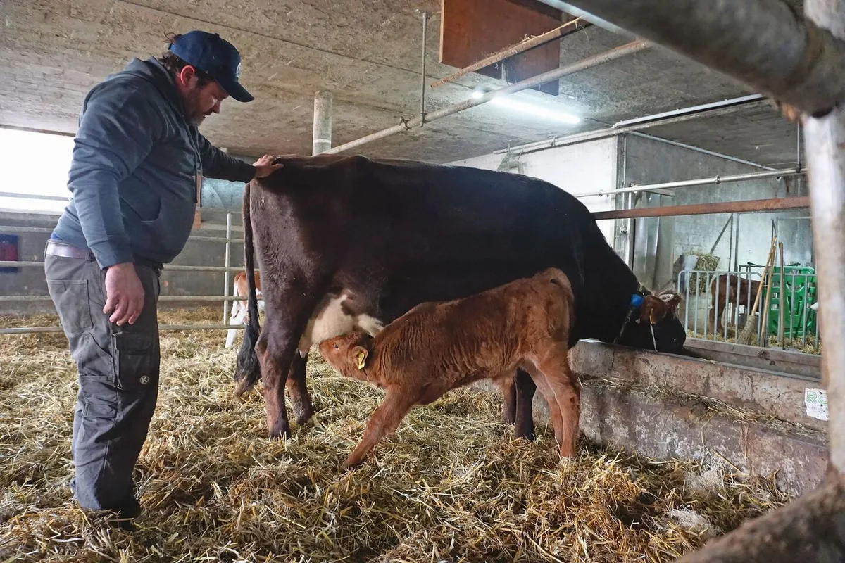 Thomas Friedli hilft dem Ersatzkalb dabei, das Euter der Mutterkuh zu finden, deren eigenes Kalb eingeschläfert werden musste. Zunächst bleibt die Mutterkuh dafür am Halfter fixiert.