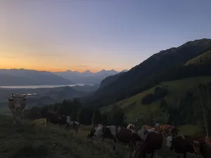 «Die fehlende Muskelmasse, die geänderte Ration durch das Weidegras und der grössere Futterbedarf (inklusiv Erhaltungsbedarf) sind Gründe dafür, dass Hochleistungskühe auf Alpen mehr Mühe haben, als Zweinutzungsrassen», so Töni Gujan.