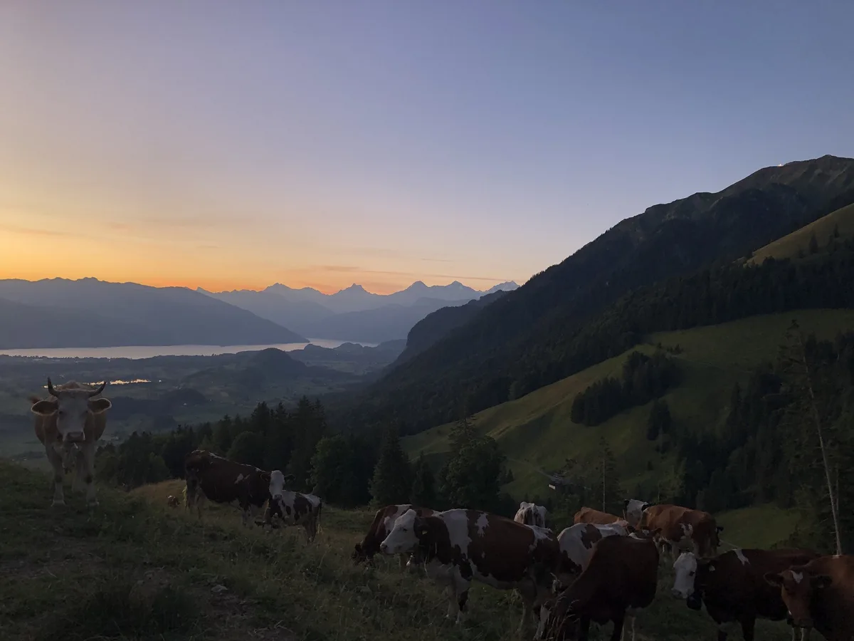 IMG_9445 «Einer Hochleistungskuh – wie auch immer man diese definiert – kann es Ende Sommer an die Substanz gehen»