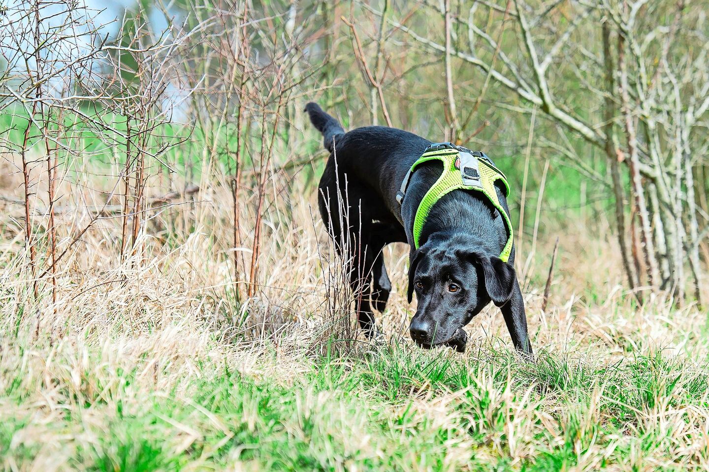 Labrador-Hündin Abby wurde bereits auf einen Zielgeruch ausgebildet. Entlang einer lichten Hecke hat Denise Karp an einigen Stellen – von blossem Auge kaum zu erkennen – Hermelinkote ausgelegt. Die Hündin suchte und fand sie anschliessend.
