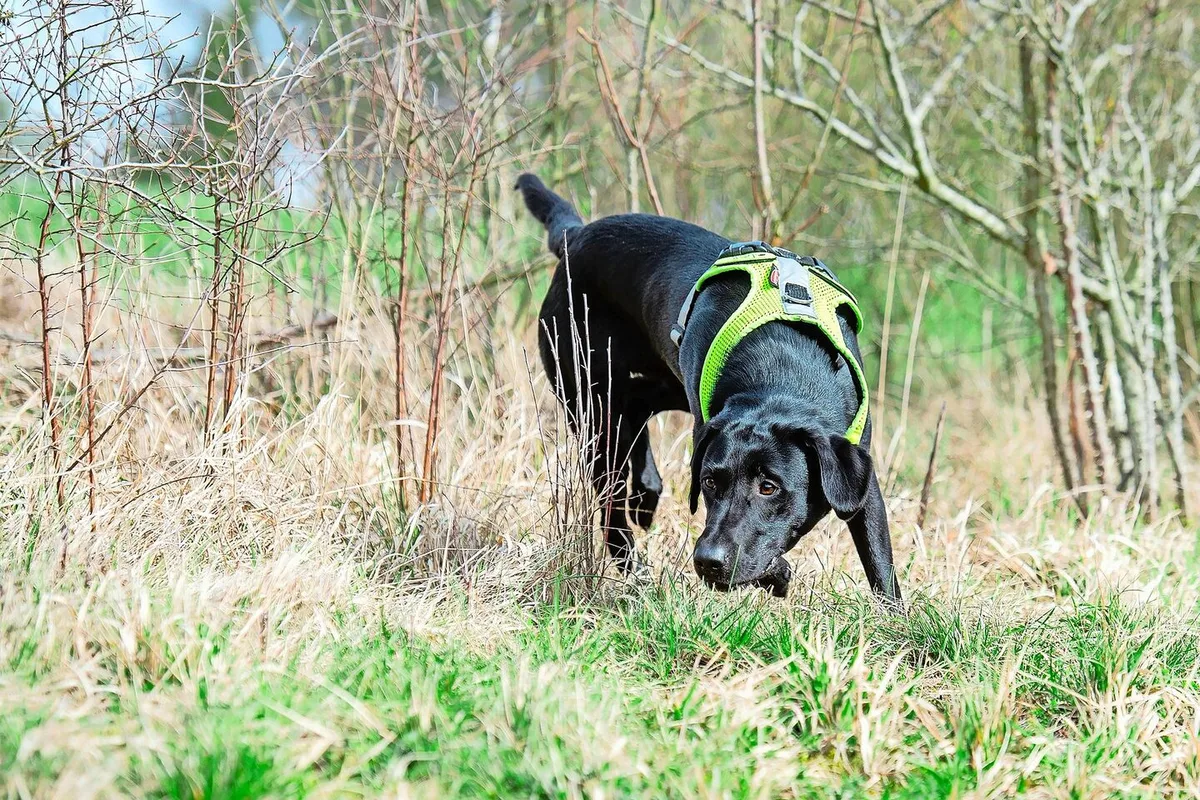 51a889fc57ae52f3f02a7ba33b4a039eca4b254a58145a7ac4513ab590834d04 Labrador-Hündin Abby wurde bereits auf einen Zielgeruch ausgebildet. Entlang einer lichten Hecke hat Denise Karp an einigen Stellen – von blossem Auge kaum zu erkennen – Hermelinkote ausgelegt. Die Hündin suchte und fand sie anschliessend.