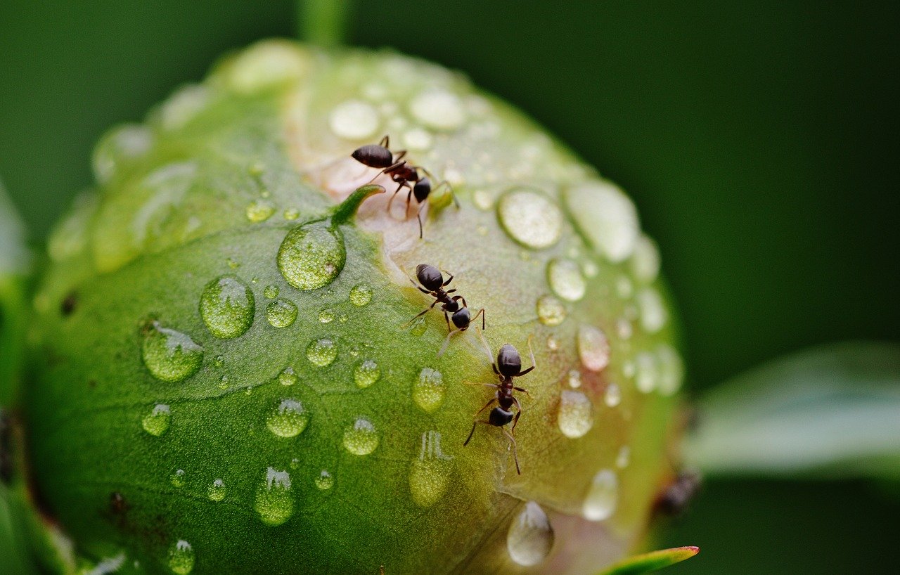 Gartenameisen erfüllen verschiedene Aufgaben im Ökosystem. So verbreiten sie z.B. Pflanzensamen. Ein Beispiel aus dem Garten: Pfingstrosen können ihre Blütenknospen oft nicht ohne Hilfe von Ameisen öffnen. (Bild Pixabay)