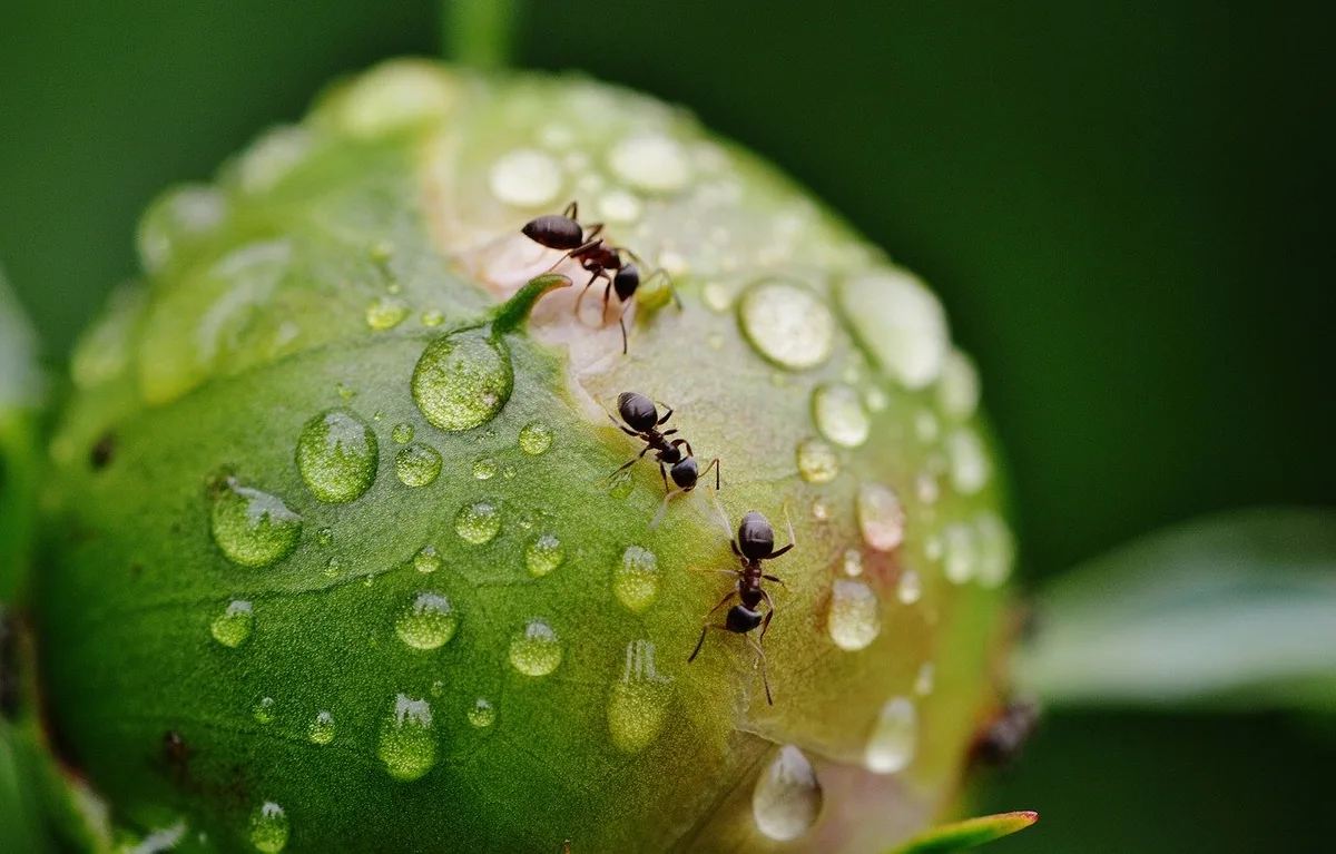 Gartenameisen erfüllen verschiedene Aufgaben im Ökosystem. So verbreiten sie z.B. Pflanzensamen. Ein Beispiel aus dem Garten: Pfingstrosen können ihre Blütenknospen oft nicht ohne Hilfe von Ameisen öffnen. (Bild Pixabay)