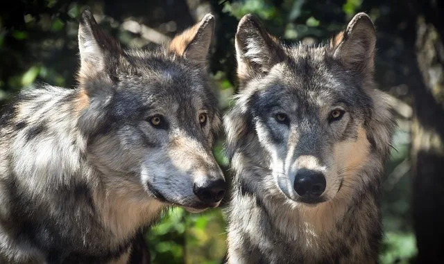 73d35372a20d113f9fe178443f85c442184b69c0 Der Wolf war in der Schweiz im 18. und 19. Jahrhunderts ausgerottet worden. Im 20. Jahrhundert wurden auch in den Nachbarländern nur noch einzelne Wölfe beobachtet. Nachdem der Wolf geschützt worden war, breitete er sich im Alpenraum wieder aus. 1995 wanderten die ersten Wölfe in die Schweiz ein; heute gibt es vier Rudel und etwa 50 Wölfe. (Bild Pixabay)