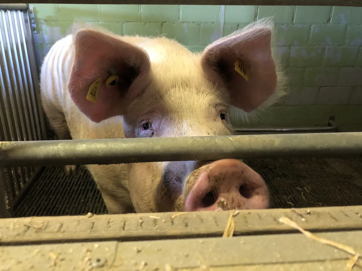 Schwein-et Thurgau: Tierhändler und Chauffeur wegen Tierquälerei verurteilt