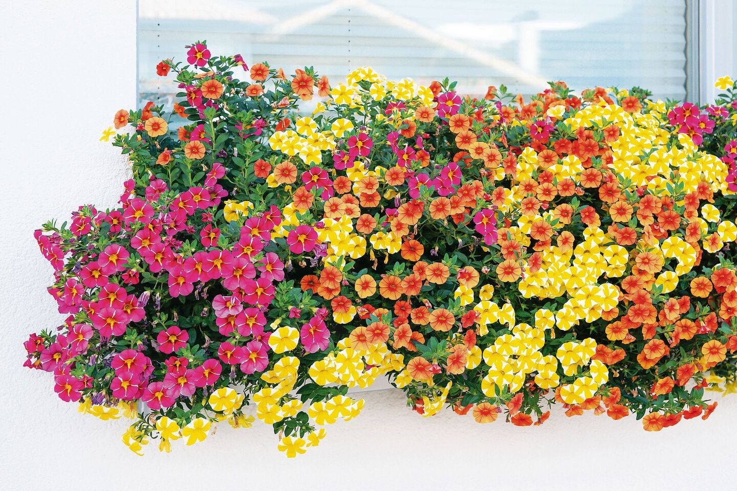 Farbenpracht für den Balkonkasten: Die kleinen Zauberglöckchen (Calibrachoa) gibt es in verschiedenen Varianten.