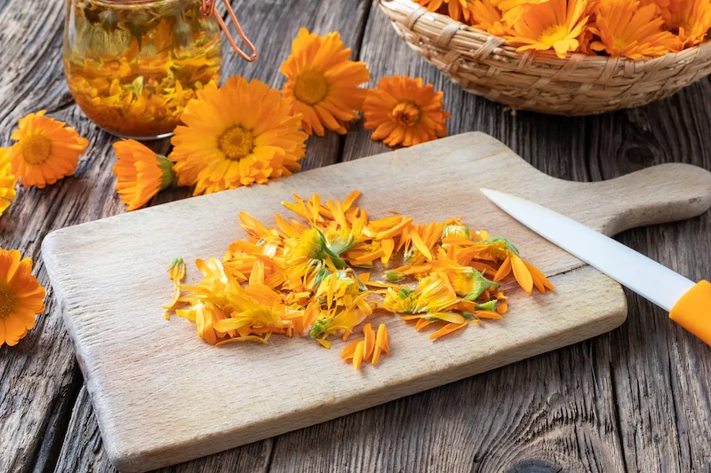309191f618645a17ff7cb037893acdc085a00ab3 Gegen kleine Wunden: Ringelbulmenöl. Im Garten wächst gegen ganz viele Wehwehchen ein Kraut. (Bild Adobestock)