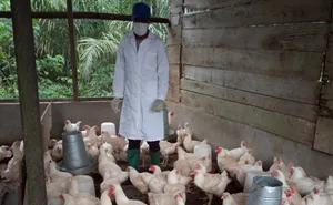 Über Fotos und die Beantwortung einiger einfacher Fragen soll die App «SaveTheChicken» dabei helfen, kranke Hühner frühzeitig zu erkennen und zu behandeln. Damit will man verhindern, dass weiter immer wieder ganze Bestände innert kurzer Zeit eingehen.