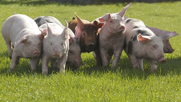 Mit dem Umbau soll auch das Tierwohl verbessert werden. (Bild Agrarpress)
