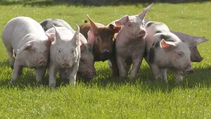 Mit dem Umbau soll auch das Tierwohl verbessert werden. (Bild Agrarpress)