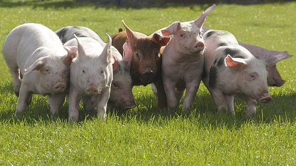 Mit dem Umbau soll auch das Tierwohl verbessert werden. (Bild Agrarpress)