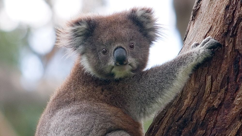 Koalas sind nicht schnell genug, um vor den Flammen zu fliehen.  (Symbolbild Photo by David Iliff / License: CC-BY-SA 3.0)