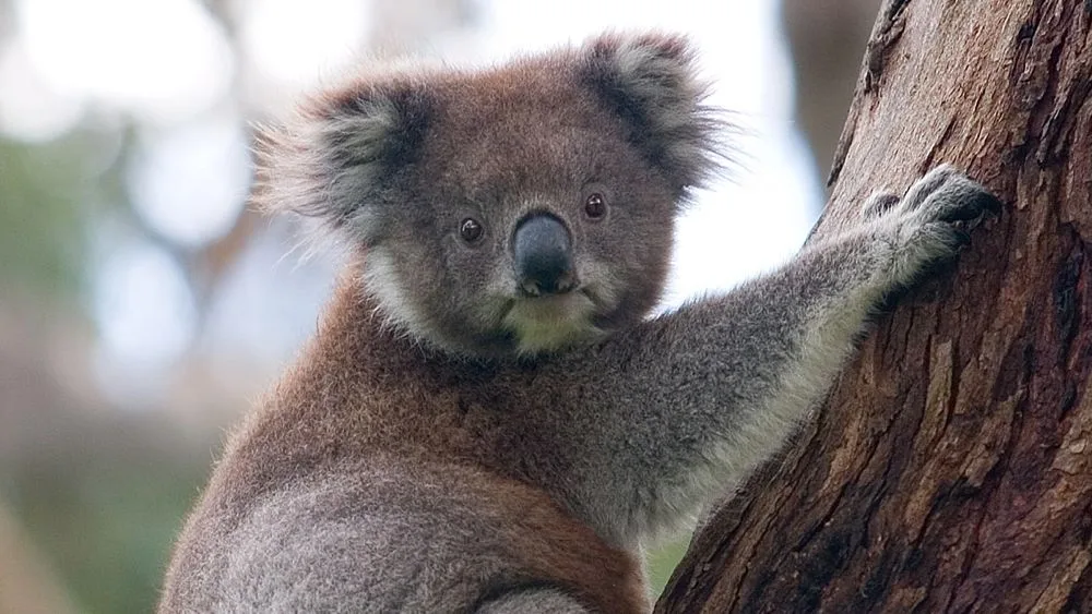 fed38c2949a3584a3f29192862638b083fc80eb0 Koalas sind nicht schnell genug, um vor den Flammen zu fliehen. (Symbolbild Photo by David Iliff / License: CC-BY-SA 3.0)