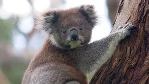 Koalas sind nicht schnell genug, um vor den Flammen zu fliehen. (Symbolbild Photo by David Iliff / License: CC-BY-SA 3.0)