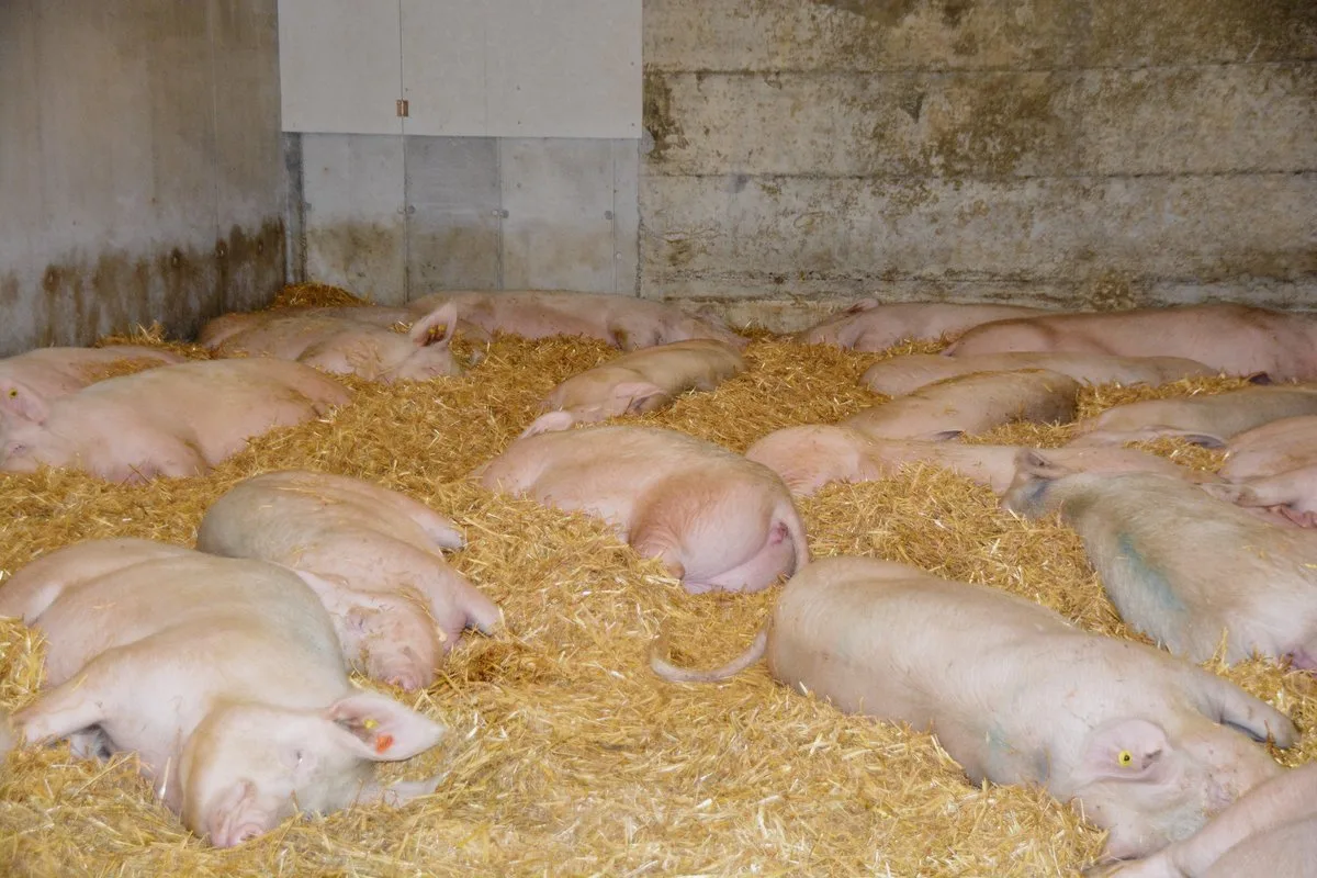 533443d03637b45c801ab181aaeedb856f3da751 Grosse Gruppen, im Bild Galtsauen, sind in der Schweiz selten. Ein Berner Schweinemäster berichtete seinen Luzerner Berufskollegen über seine Erfahrungen.(Symbolbild aem)