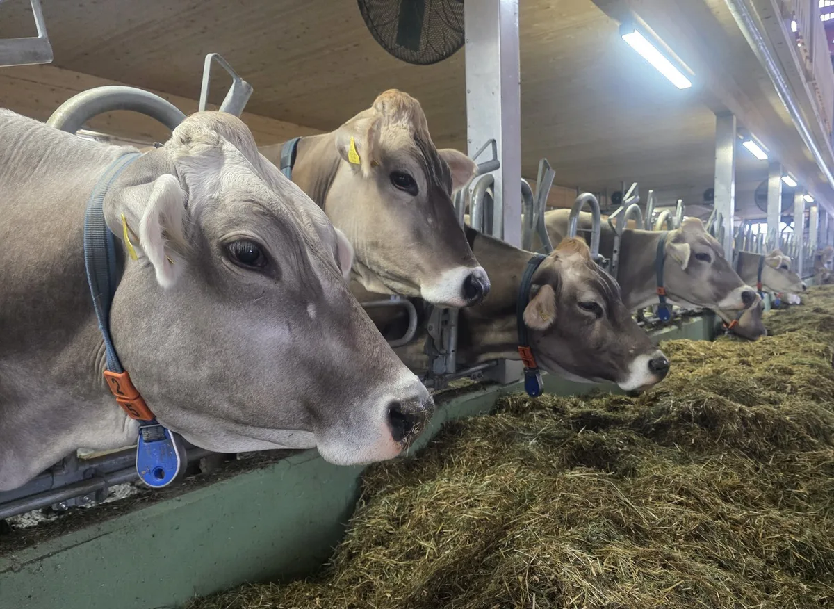 Milchueberschuss-25-sb1 Milchüberschuss ist ein kurzfristiges Problem – langfristig sieht es anders aus