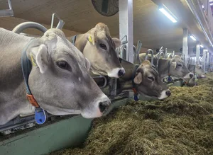 Aus gutem Futter gibt es mehr Milch. Die US-Zölle haben die Schweizer Milchproduzenten in eine heikle Lage gebracht.